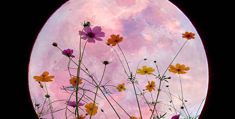 Pleine Lune Fleurie de mai
